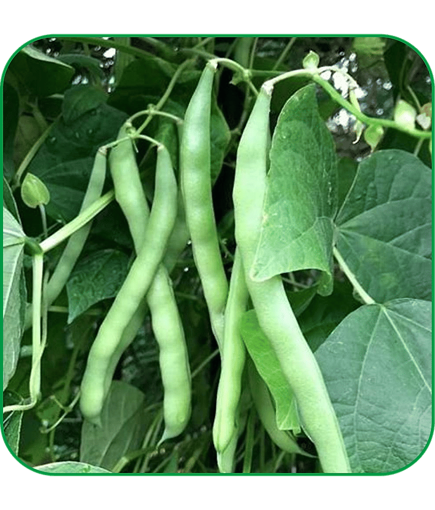 Aero Seeds Sem Phali Vegetable ( 20 Seeds )