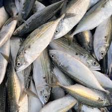Mackerel / Bangda Medium whole Cleaned{7-12pcs/kg}