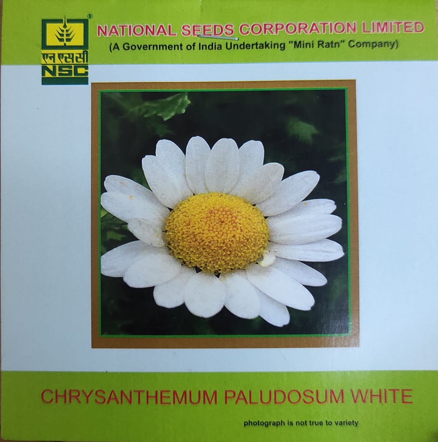 NSCV Chrysanthemum Paludosum White Flower Seed 