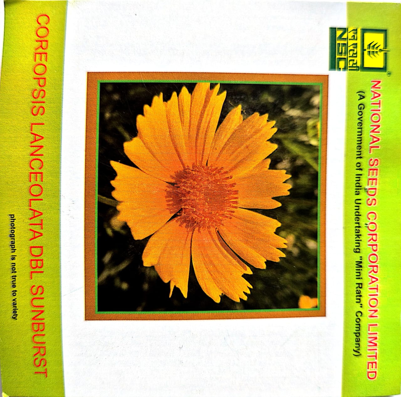 Coreopsis lanceolata DBL Sunburst