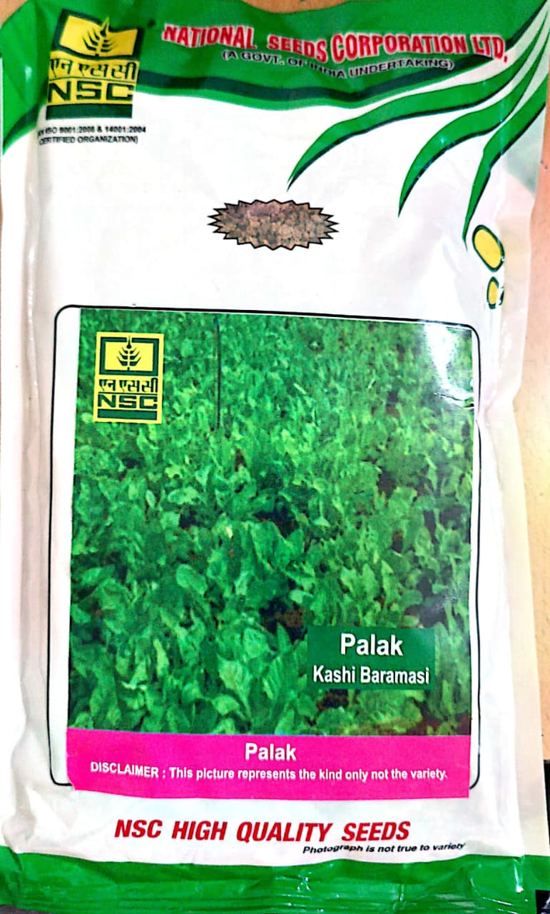 NSC Palak/ Kashi Baramasi T/L Seeds - High Quality 250 gms