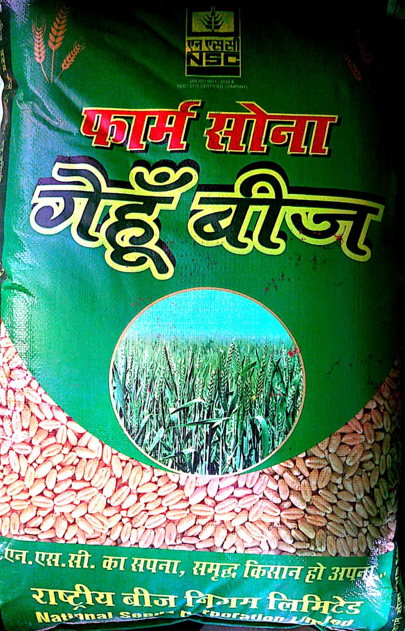 NSC Farm Sona Gehu Beej - Premium Wheat/ HD-3411 C/S Seeds for High Yield 40 Kg