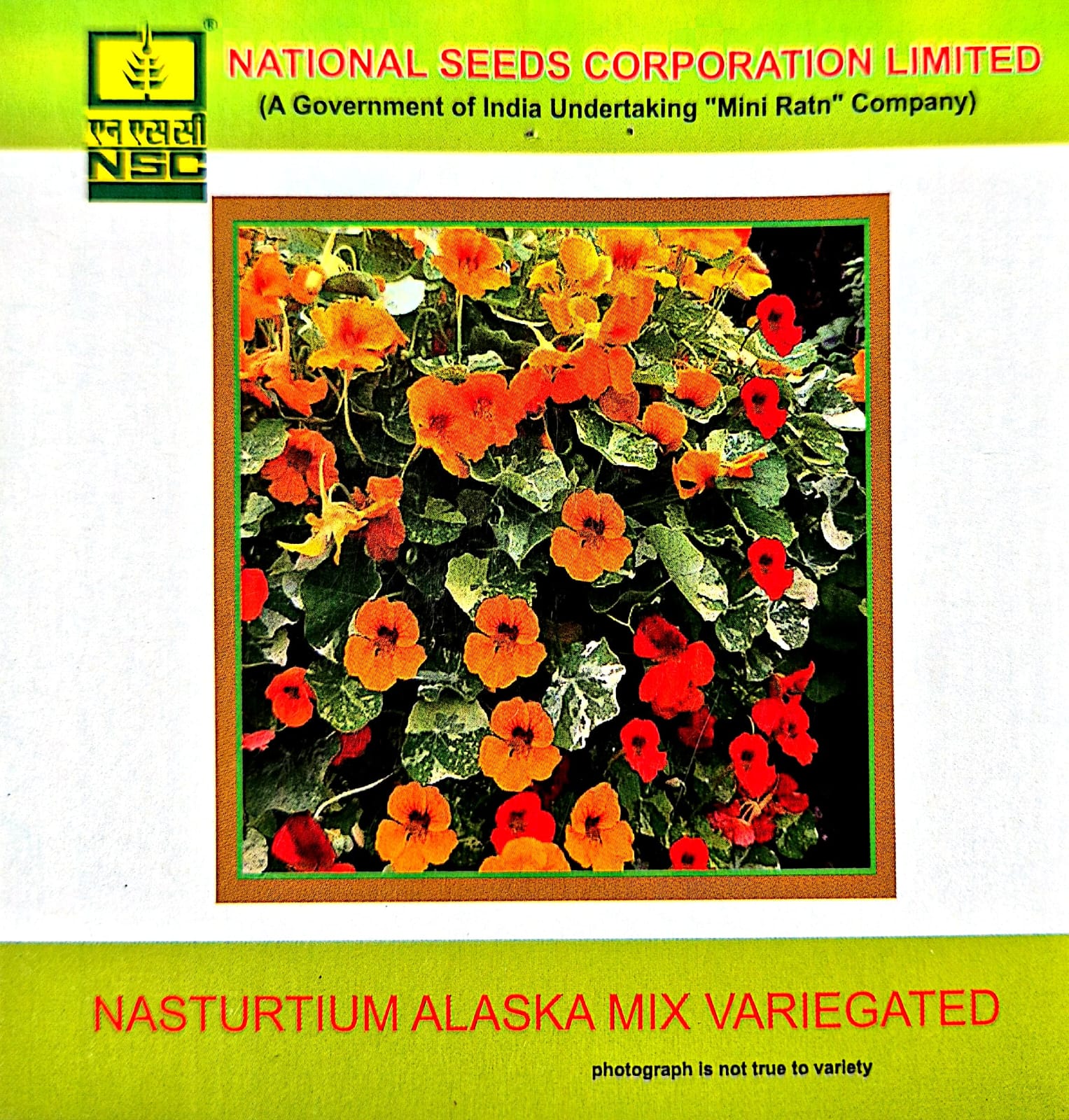 Nasturtium Alaska mix Variegated