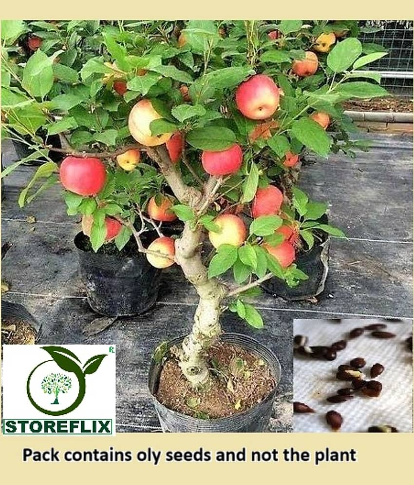 STOREFLIX Apple Fruit ( 20 Seeds )