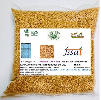 Organic Wheat Seed Organic Wheat Seed