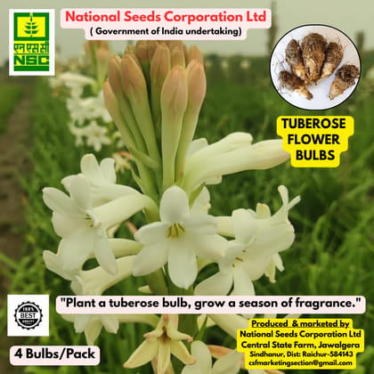 Tuberose Phule Rajani