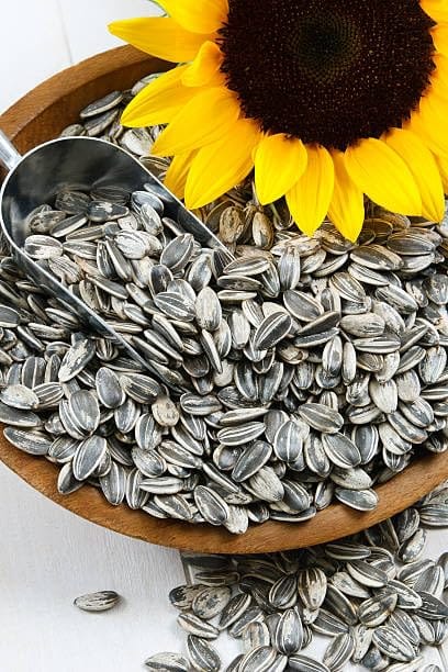 Turf Fresh Roasted Salted Jumbo Sunflower Seeds | Surajmukhi Beej – The Ultimate Superfood Snack! A+ GRADE SEEDS Healthy Snacks (400G_SeedGiant)(200Gx 2 Pack)