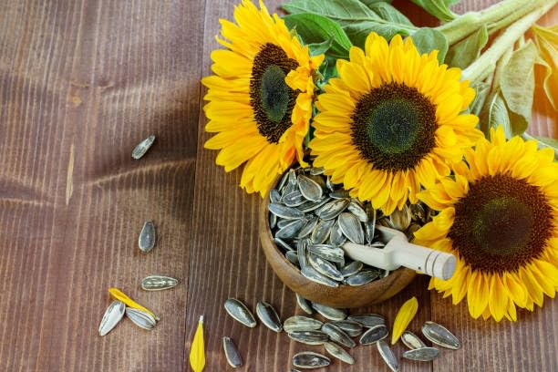 Turf Fresh Roasted Salted Jumbo Sunflower Seeds | Surajmukhi Beej – The Ultimate Superfood Snack! A+ GRADE SEEDS Healthy Snacks (400G_SeedGiant)(200Gx 2 Pack)