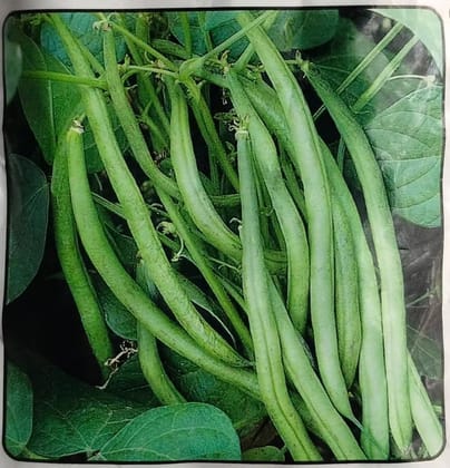 NSC Frenchbean/Arka Komal 250 gm