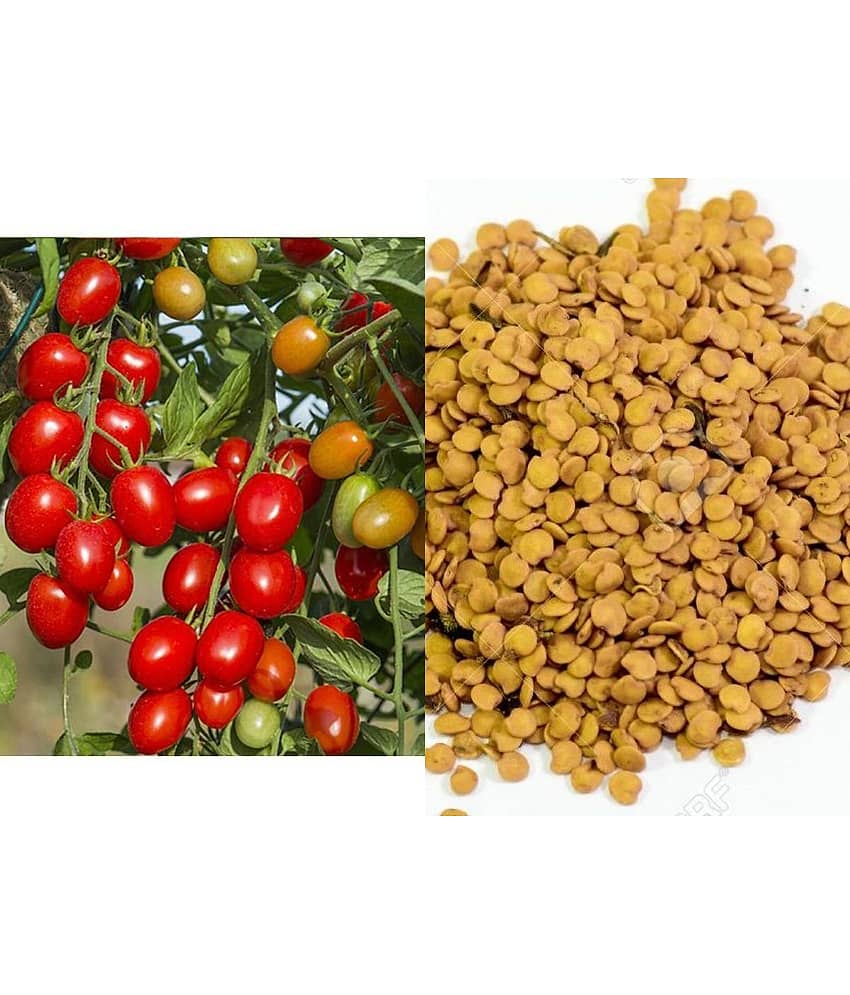 ARKA RAKSHAK F1 HYBRID TOMATO 100 SEEDS