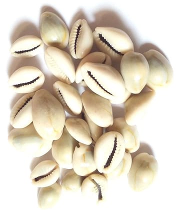 VINARGHYA Natural Kaudi Seed / Laxmi Kawadi / Kavadi / Kodi / Kowdi / Cowry 108 no.s