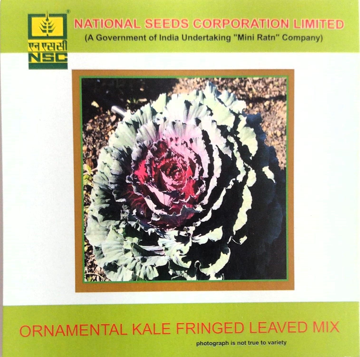 NSC Ornamental Kale Fringed Leaved Mix Flower Seed