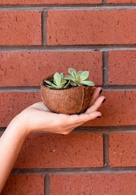 Coconut Shell Craft