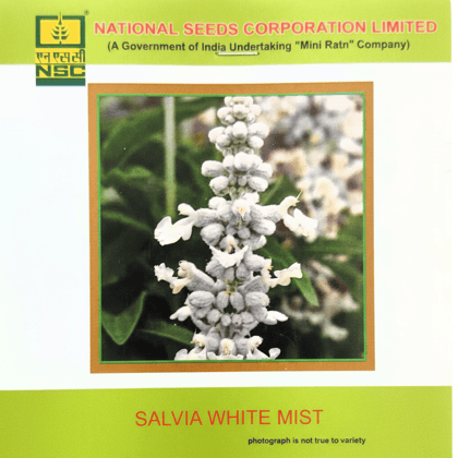  NSC Salvia White Mist  Flower Seed 