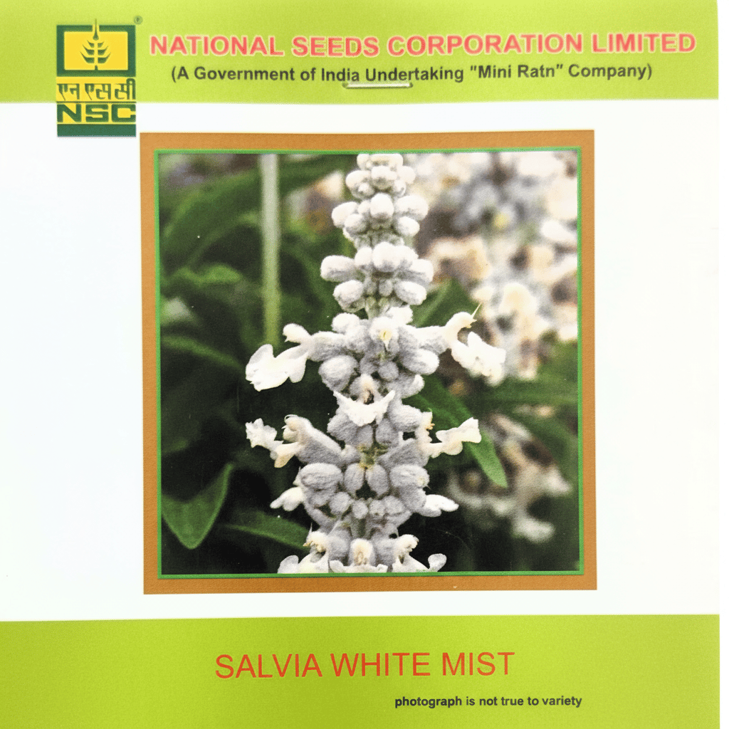  NSC Salvia White Mist  Flower Seed 