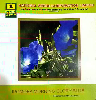  NSC Ipomoea Morning Glory Blue Flower Seeds 