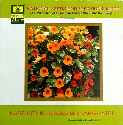 NSC Nasturtium Alaska Mix Variegated Flower Seed
