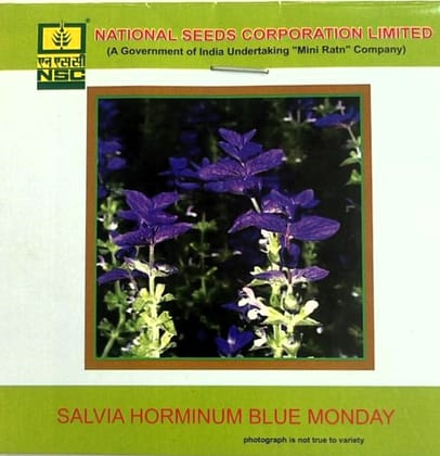  NSC Salvia Horminum Blue Monday Flower Seed