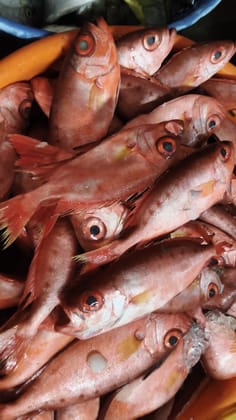 Disco Fish - 1Kg
