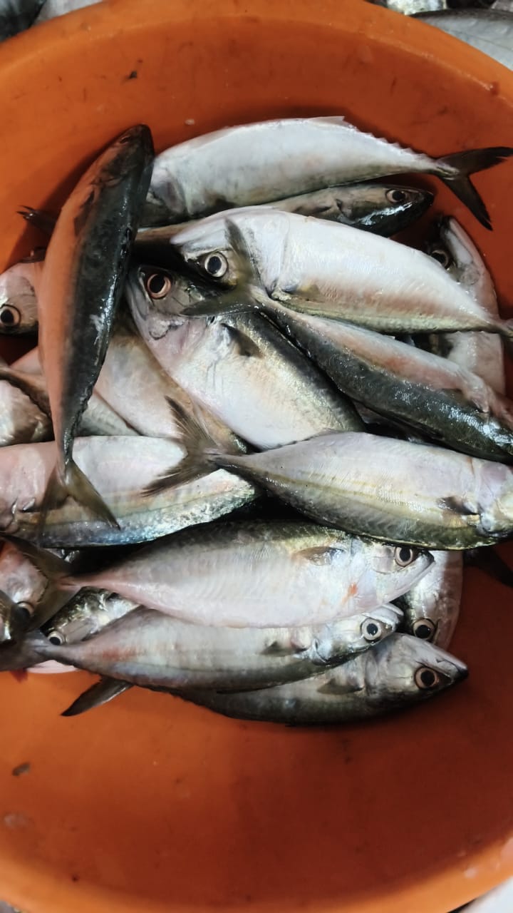 Bangude / Mackerel (06 Fish Count) - 1Kg