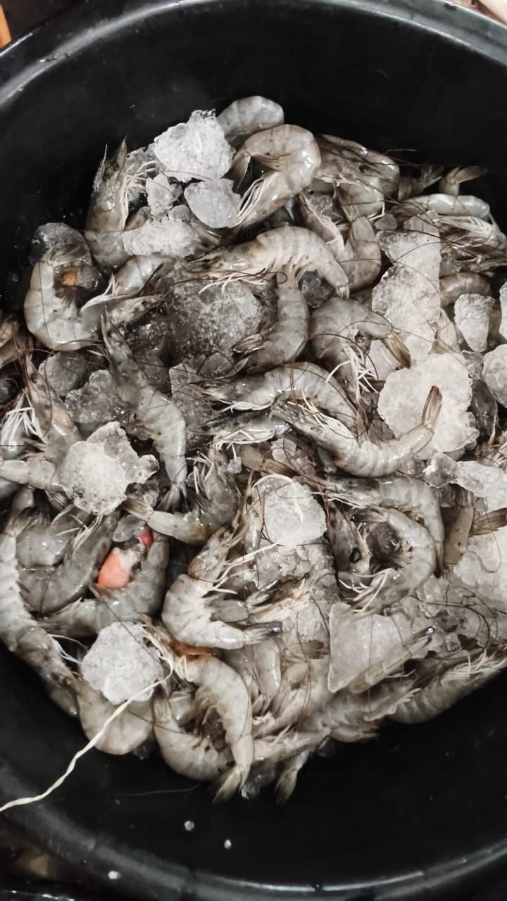 Prawns (Big Size) - 1 Kg