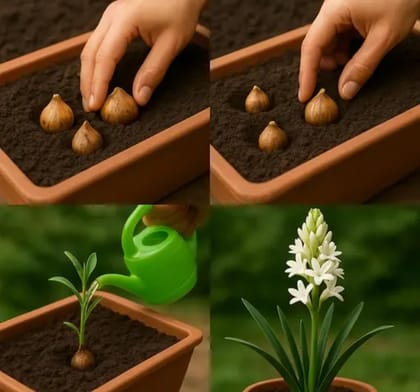 Samangi (Rajakandha) bulb(pack of 5pcs)