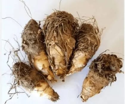 Samangi (Rajakandha) bulb(pack of 5pcs)