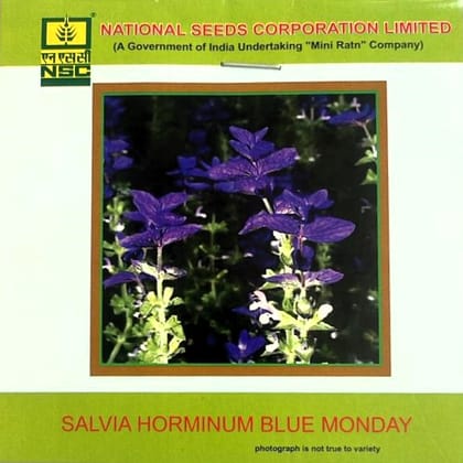 NSC Salvia Horminum Blue Monday Flower Seed