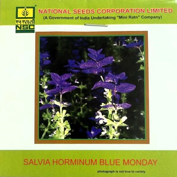 NSC Salvia Horminum Blue Monday Flower Seed