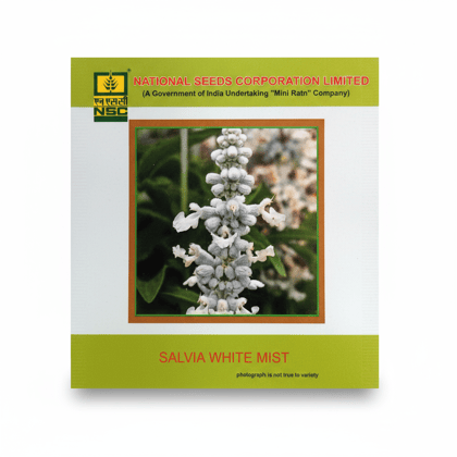  NSC Salvia White Mist  Flower Seed 