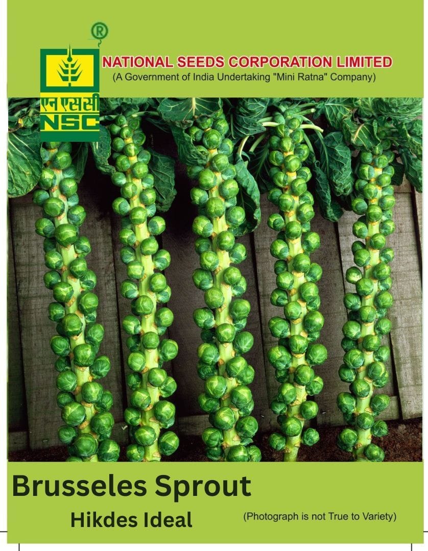 NSC Brussels Sprout Hildes Ideal,5 gm