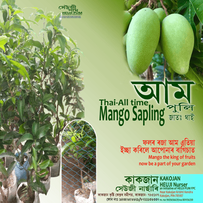 Mango Plant, All Time Thai Verity