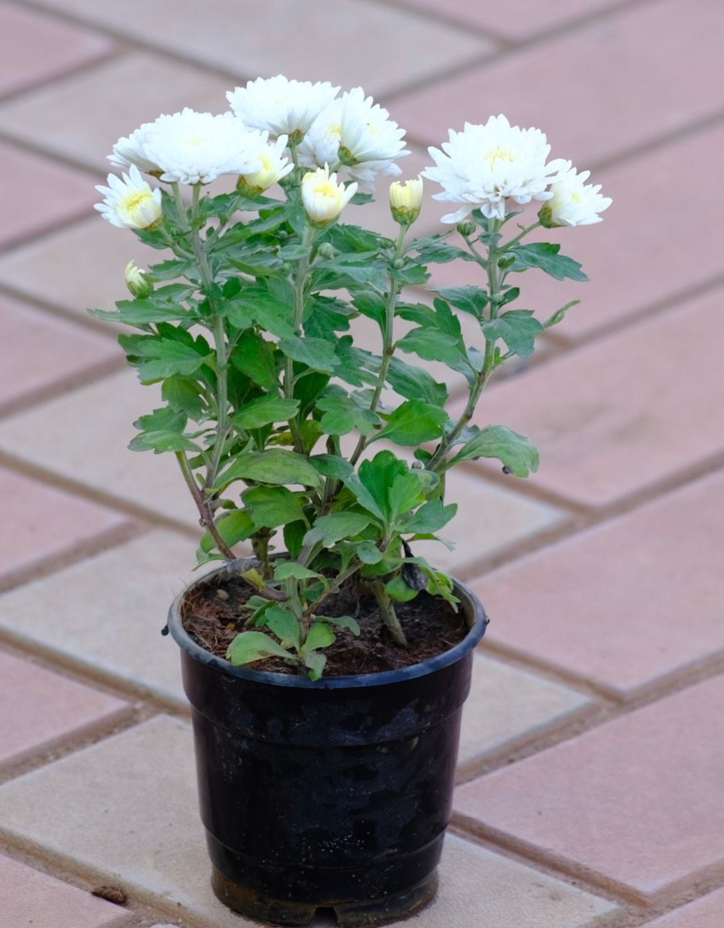 Chrysanthemum White Flower Plant