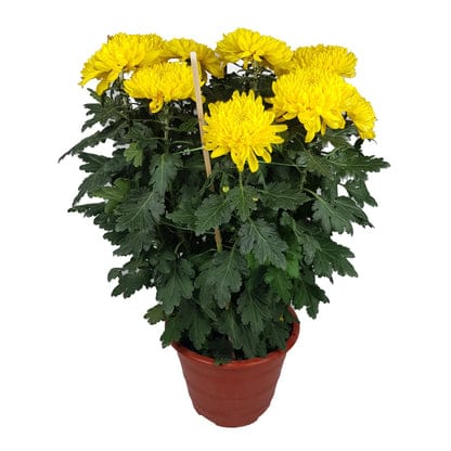 CHRYSANYHEMUM YELLOW FLOWER PLANT