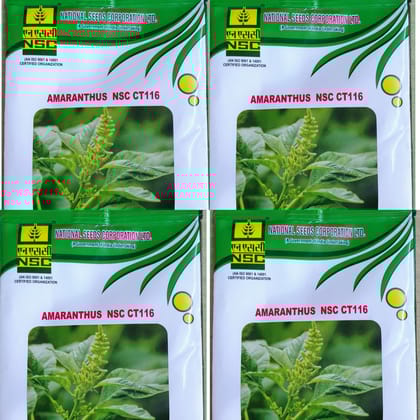 AMARANTHUS  NSC CT 116