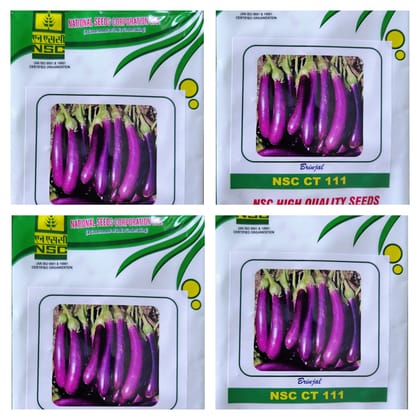 BRINJAL NSC CT 111