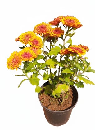 Chrysanthemum Double Colour Plant