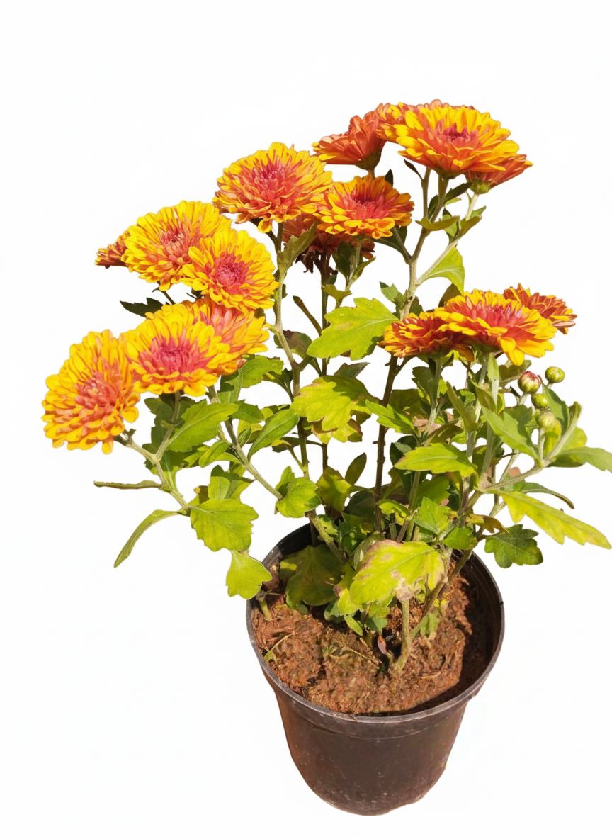 Chrysanthemum Double Colour Plant