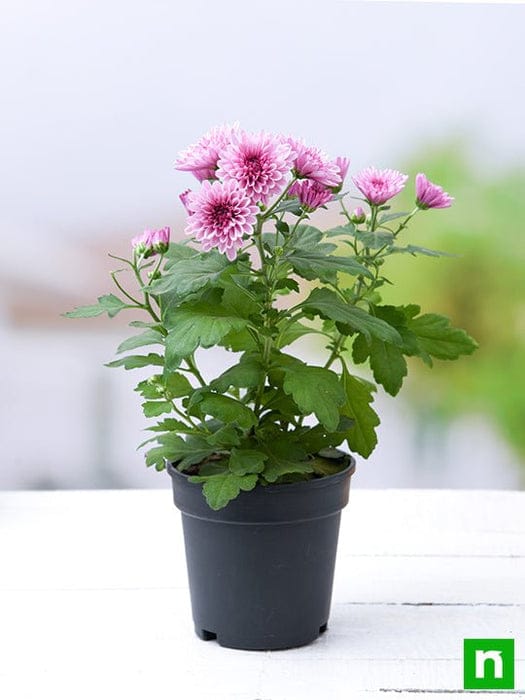 Chrysanthemum Purple Live Plants