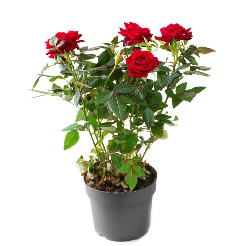 Red Rose Plant