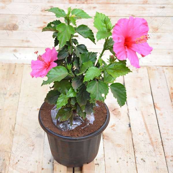 HIBISCUS PINK Live Plant 