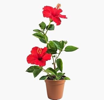 Hibiscus Red Flower Live Plants 