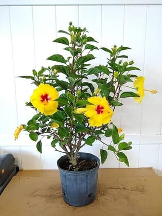 Hibiscus Yellow Colour Flowers Plant 