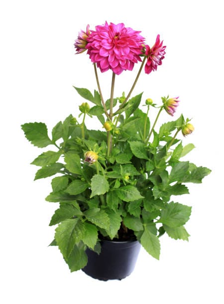 Dalia Pink Live Plant 