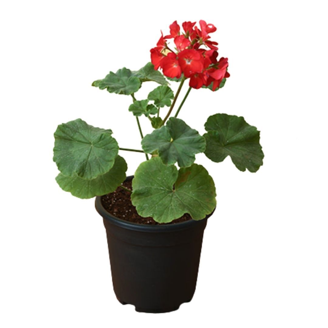 Gerenium Red Flower Plant 