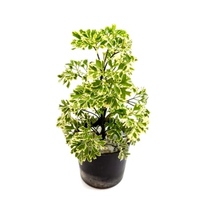 Arelia Live Plants 