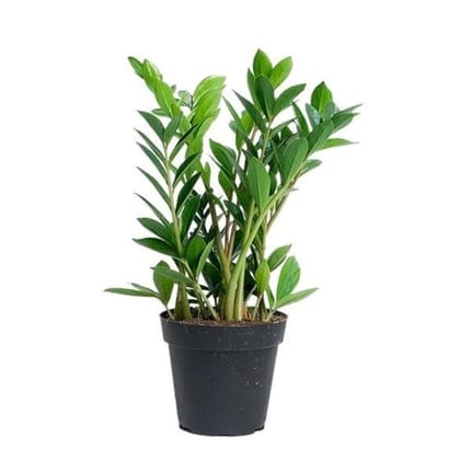Zamia Live Plants 