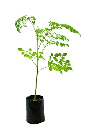 Moringa Seedling Plants 