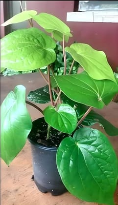 Betel Leaf Plant 