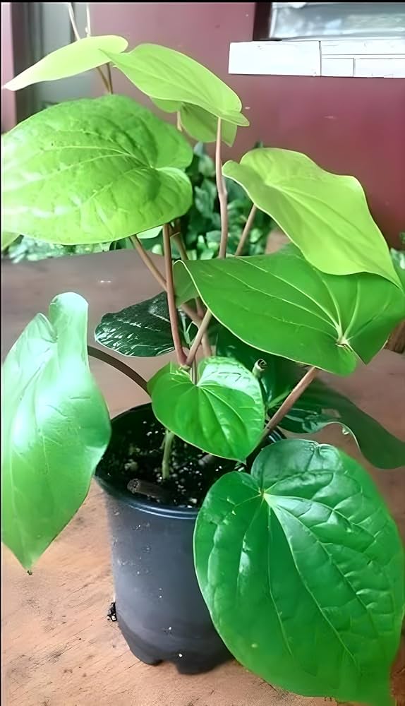 Betel Leaf Plant 